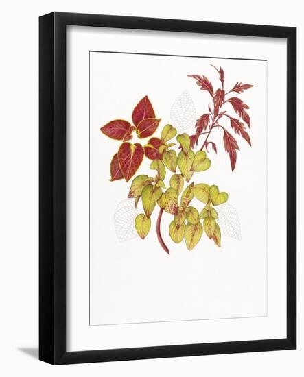 Coleus Collage-Deborah Kopka-Framed Giclee Print