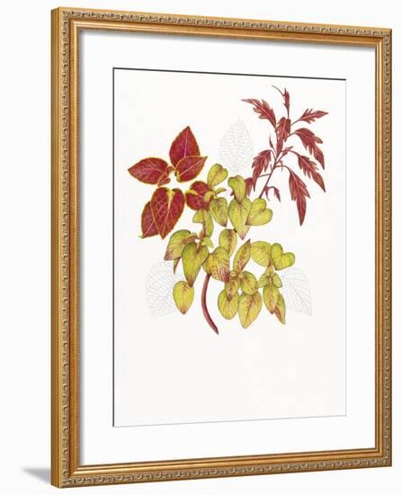 Coleus Collage-Deborah Kopka-Framed Giclee Print