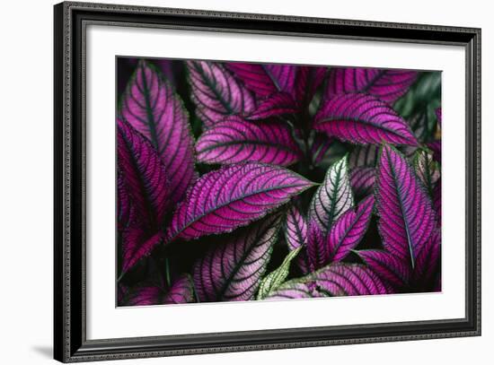 Coleus Variety at Casa Orquideas Botanical Garden-Darrell Gulin-Framed Photographic Print