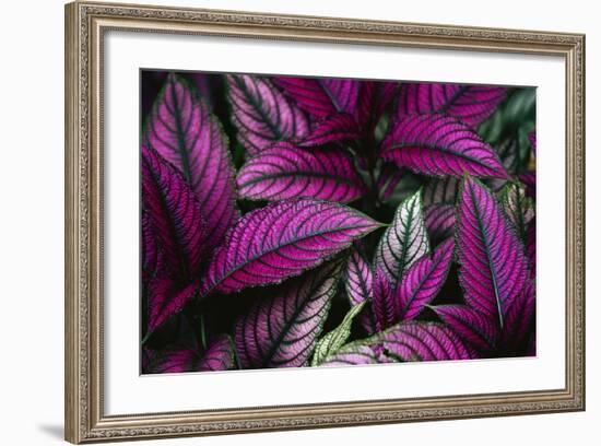 Coleus Variety at Casa Orquideas Botanical Garden-Darrell Gulin-Framed Photographic Print