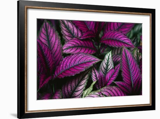 Coleus Variety at Casa Orquideas Botanical Garden-Darrell Gulin-Framed Photographic Print