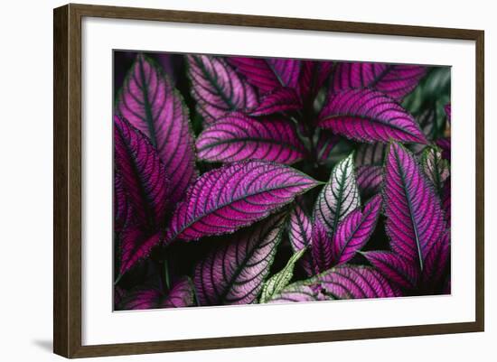 Coleus Variety at Casa Orquideas Botanical Garden-Darrell Gulin-Framed Photographic Print