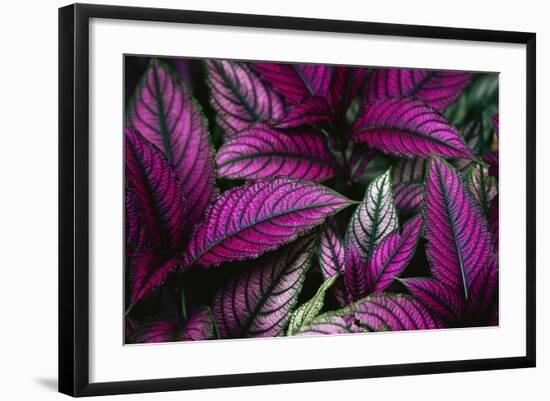 Coleus Variety at Casa Orquideas Botanical Garden-Darrell Gulin-Framed Photographic Print