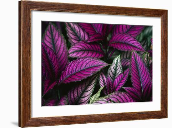 Coleus Variety at Casa Orquideas Botanical Garden-Darrell Gulin-Framed Photographic Print