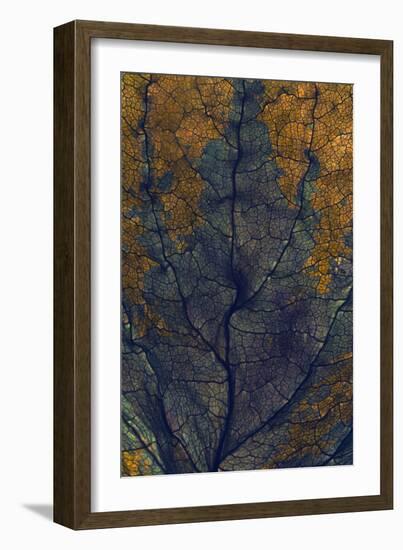 Coleus Window, 2008-Julia McLemore-Framed Photographic Print