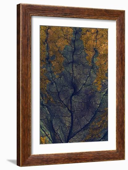 Coleus Window, 2008-Julia McLemore-Framed Photographic Print