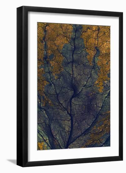 Coleus Window, 2008-Julia McLemore-Framed Photographic Print