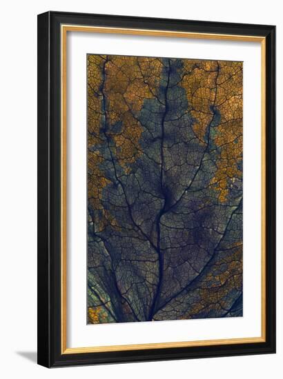 Coleus Window, 2008-Julia McLemore-Framed Photographic Print