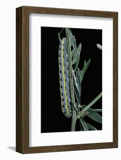 Colias Australis (Berger's Clouded Yellow Butterfly) - Caterpillar-Paul Starosta-Framed Photographic Print