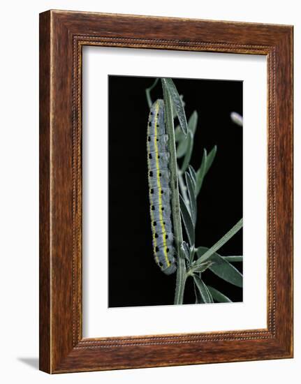 Colias Australis (Berger's Clouded Yellow Butterfly) - Caterpillar-Paul Starosta-Framed Photographic Print