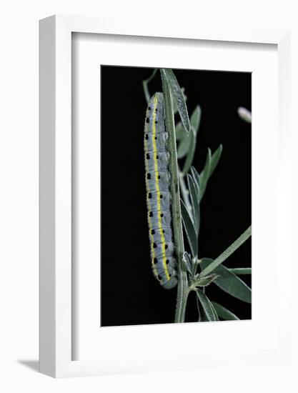 Colias Australis (Berger's Clouded Yellow Butterfly) - Caterpillar-Paul Starosta-Framed Photographic Print