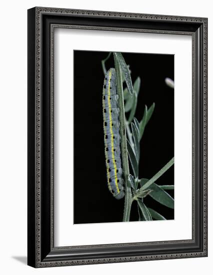 Colias Australis (Berger's Clouded Yellow Butterfly) - Caterpillar-Paul Starosta-Framed Photographic Print