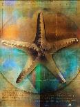 Starfish-Colin Anderson-Photographic Print