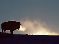 Bison (Bison Bison), Yellowstone National Park, Wyoming, United States of America, North America-Colin Brynn-Photographic Print