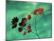 Premium Photographic Print