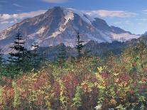 Landscape with Wild Flowers, Mount Rainier National Park, Washington State-Colin Brynn-Photographic Print