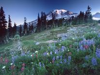Landscape with Wild Flowers, Mount Rainier National Park, Washington State-Colin Brynn-Photographic Print