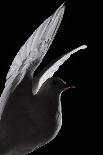 Stuffed White Dove in Flight, Detail Against Black-Colin Crisford-Framed Photographic Print
