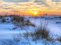 A Great Blue Heron Walks on Fort Pickens Beach in the Gulf Islands National Seashore, Florida.-Colin D Young-Photographic Print