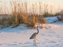 A Great Blue Heron Walks on Fort Pickens Beach in the Gulf Islands National Seashore, Florida.-Colin D Young-Framed Photographic Print