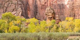 An Autumn Afternoon, Zion National Park, Utah-Colin D. Young-Photographic Print