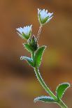 Harvest Mice (Micromys Minutus) on Teasel Seed Head. Dorset, UK, August. Captive-Colin Varndell-Photographic Print