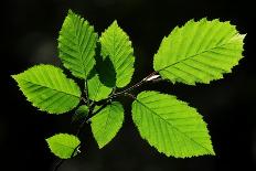 European Alder Leaf-Colin Varndell-Photographic Print