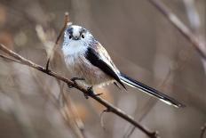 Long-tailed Tit-Colin Varndell-Photographic Print
