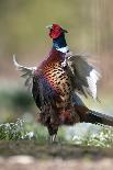 Male Common Pheasant-Colin Varndell-Photographic Print