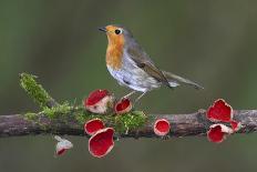 Robin on branch with Scarlet elfcup fungus spring. Dorset, UK, March-Colin Varndell-Photographic Print