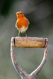Robin on branch with Scarlet elfcup fungus spring. Dorset, UK, March-Colin Varndell-Photographic Print