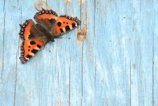 Small tortoiseshell butterfly on old painted door, Dorset, UK-Colin Varndell-Photographic Print