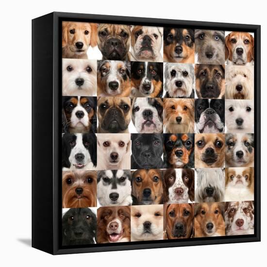 Collage Of 36 Dog Heads-Life on White-Framed Stretched Canvas