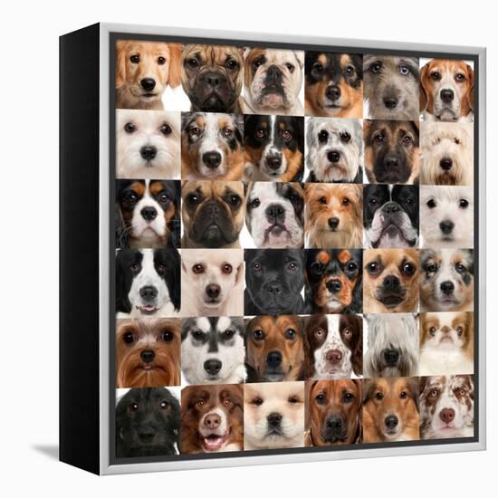 Collage Of 36 Dog Heads-Life on White-Framed Stretched Canvas