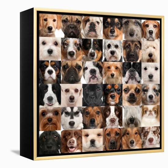 Collage Of 36 Dog Heads-Life on White-Framed Stretched Canvas