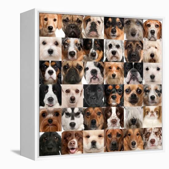 Collage Of 36 Dog Heads-Life on White-Framed Stretched Canvas