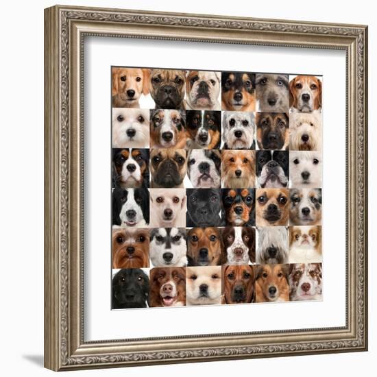 Collage Of 36 Dog Heads-Life on White-Framed Art Print