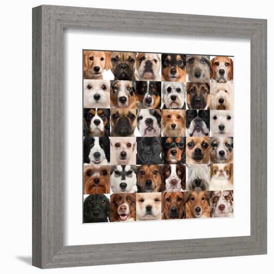 Collage Of 36 Dog Heads-Life on White-Framed Art Print