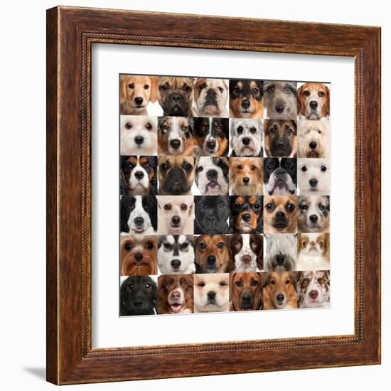 Collage Of 36 Dog Heads-Life on White-Framed Art Print