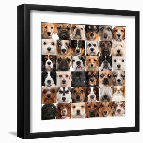 Collage Of 36 Dog Heads-Life on White-Framed Art Print