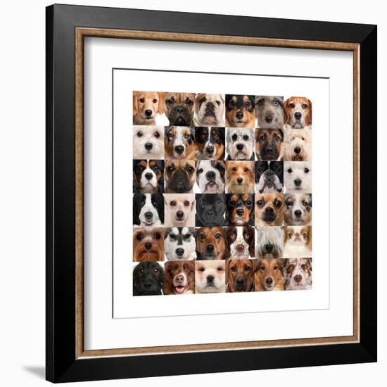 Collage Of 36 Dog Heads-Life on White-Framed Art Print