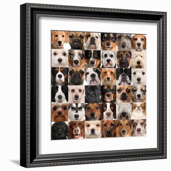 Collage Of 36 Dog Heads-Life on White-Framed Art Print