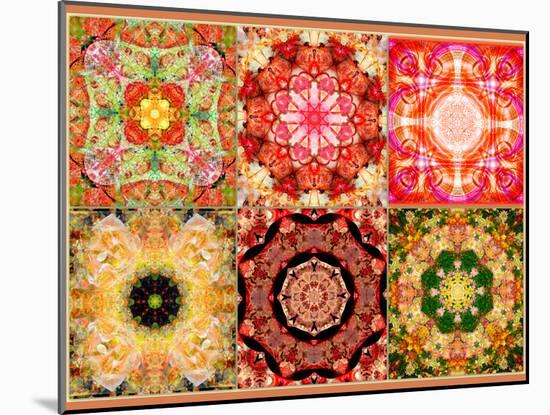 Collage of Flowers Mandalas, Composing-Alaya Gadeh-Mounted Photographic Print
