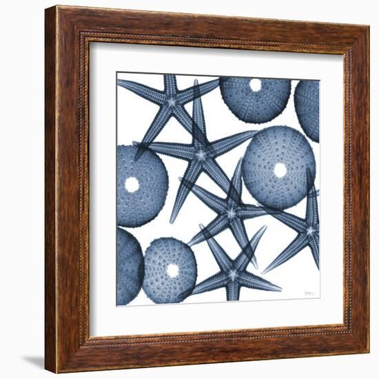 Collage of Starfish and Sea Urchins-Albert Koetsier-Framed Art Print