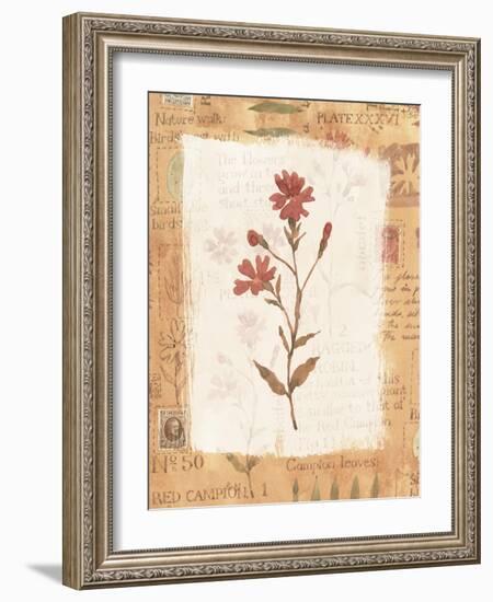 Collage of the Flower Ragged Robin-Hope Street Designs-Framed Giclee Print