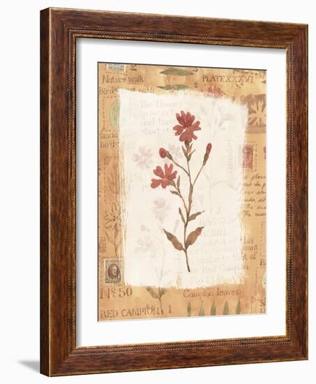 Collage of the Flower Ragged Robin-Hope Street Designs-Framed Giclee Print