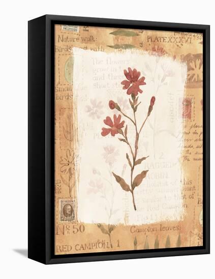Collage of the Flower Ragged Robin-Hope Street Designs-Framed Premier Image Canvas