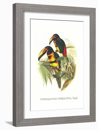 Collared Aracari-John Gould-Framed Art Print