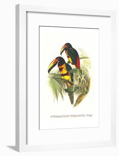 Collared Aracari-John Gould-Framed Art Print