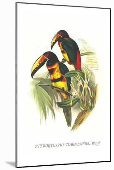 Collared Aracari-John Gould-Mounted Art Print